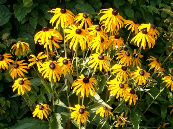 Sonnenhut – Rudbeckia fulgida ´Little Goldstar`